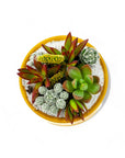 Mini Pop Desert Garden - Green Fresh Florals + Plants