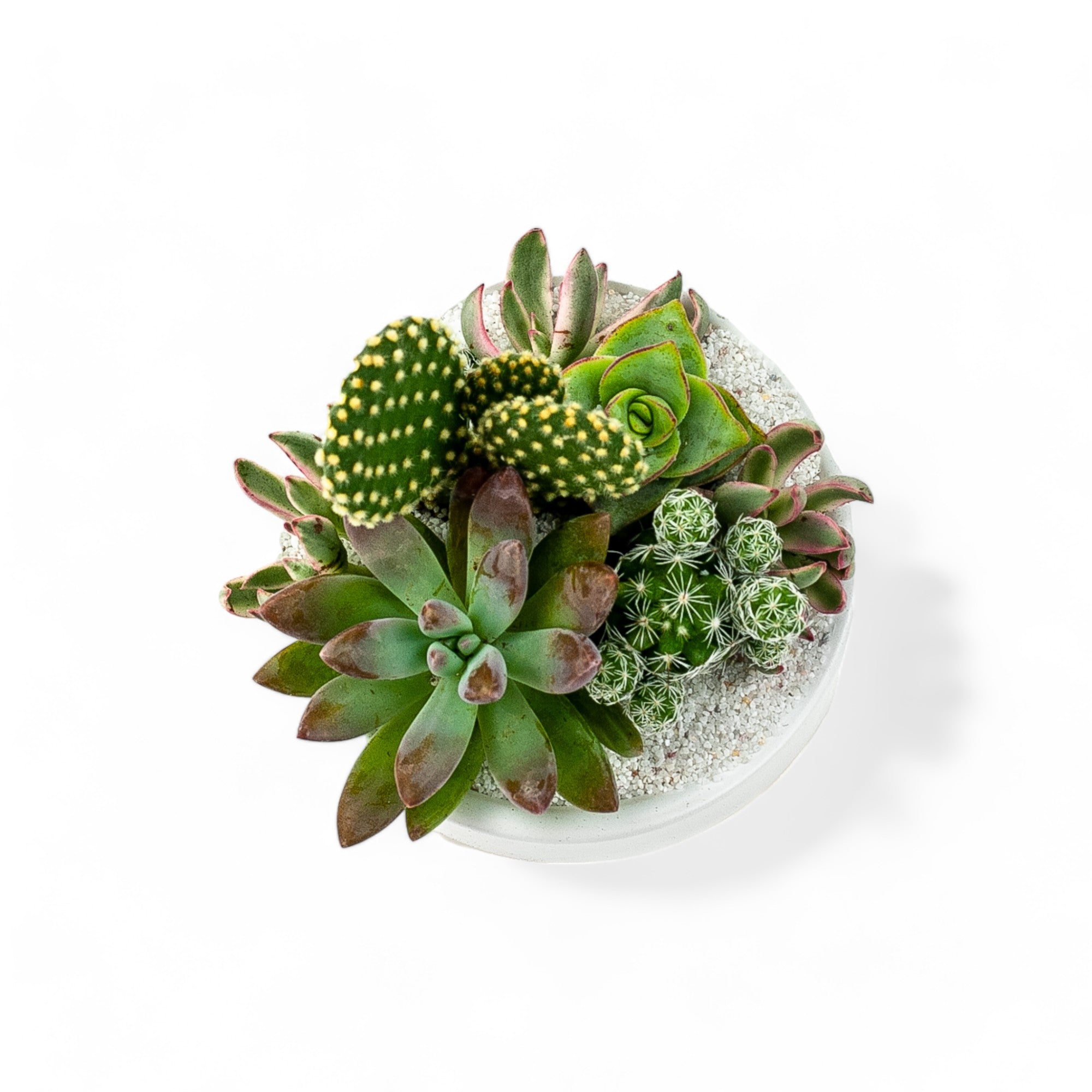 Mini Pop Desert Garden - Green Fresh Florals + Plants