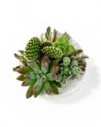 Mini Pop Desert Garden - Green Fresh Florals + Plants