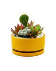 Mini Pop Desert Garden - Green Fresh Florals + Plants