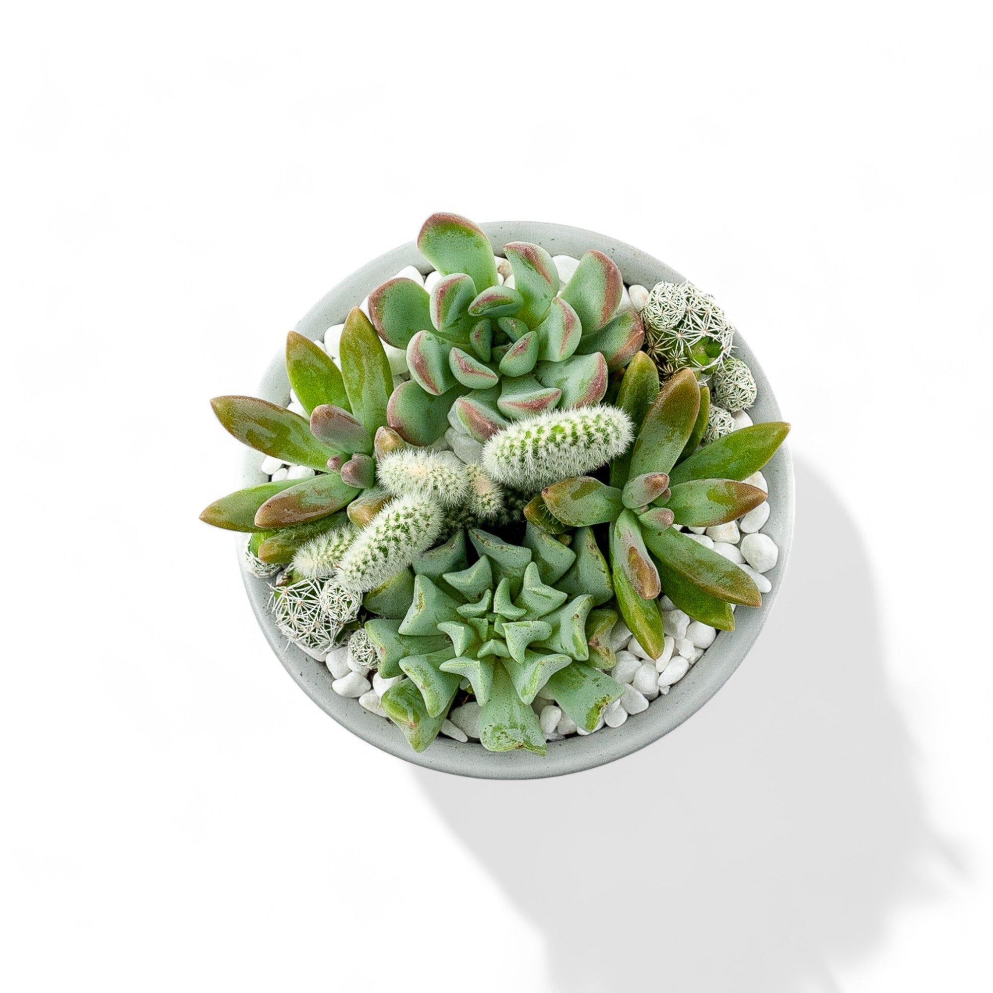 Mini Pop Desert Garden - Green Fresh Florals + Plants