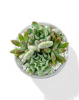 Mini Pop Desert Garden - Green Fresh Florals + Plants