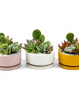 Mini Pop Desert Garden - Green Fresh Florals + Plants