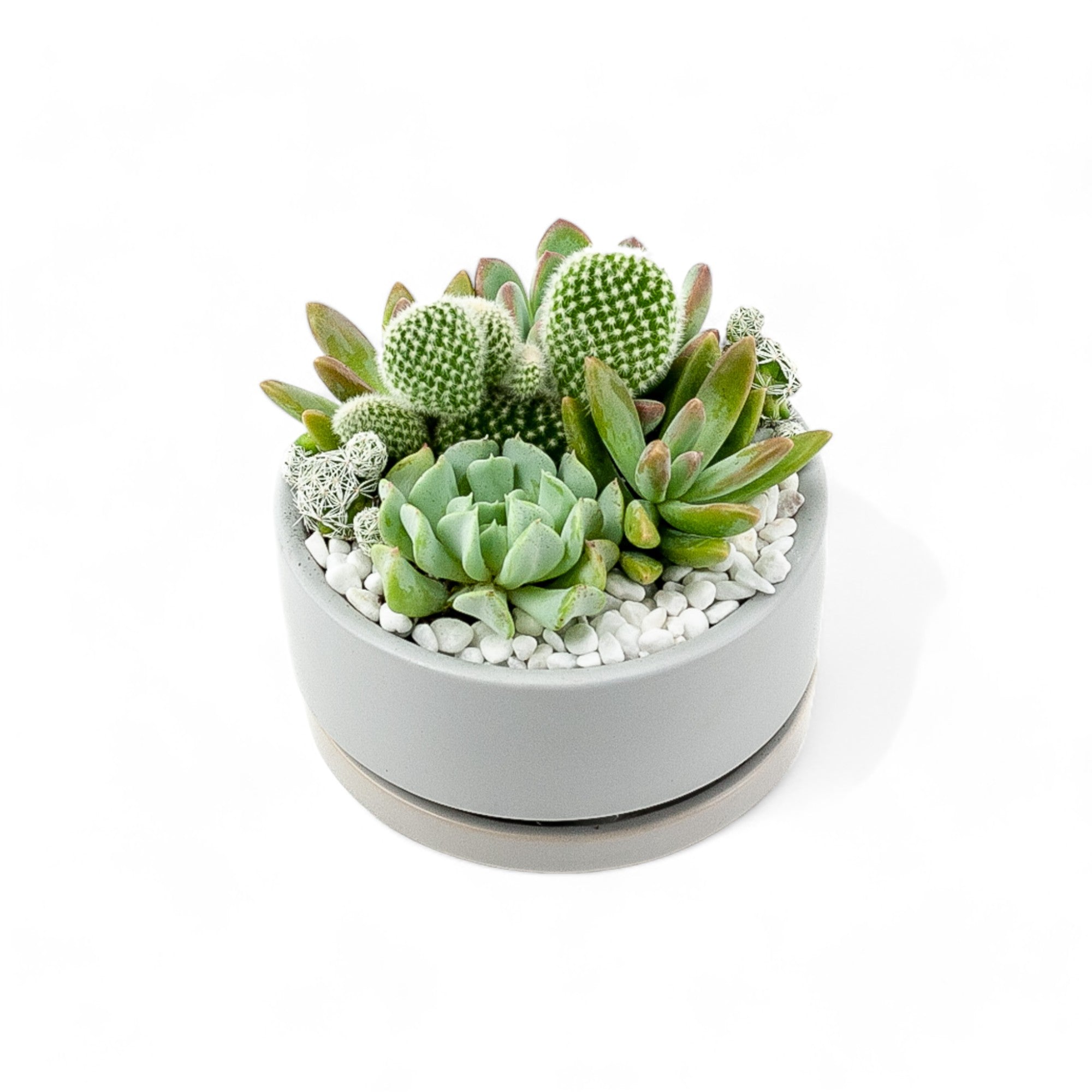 Mini Pop Desert Garden - Green Fresh Florals + Plants