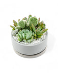 Mini Pop Desert Garden - Green Fresh Florals + Plants