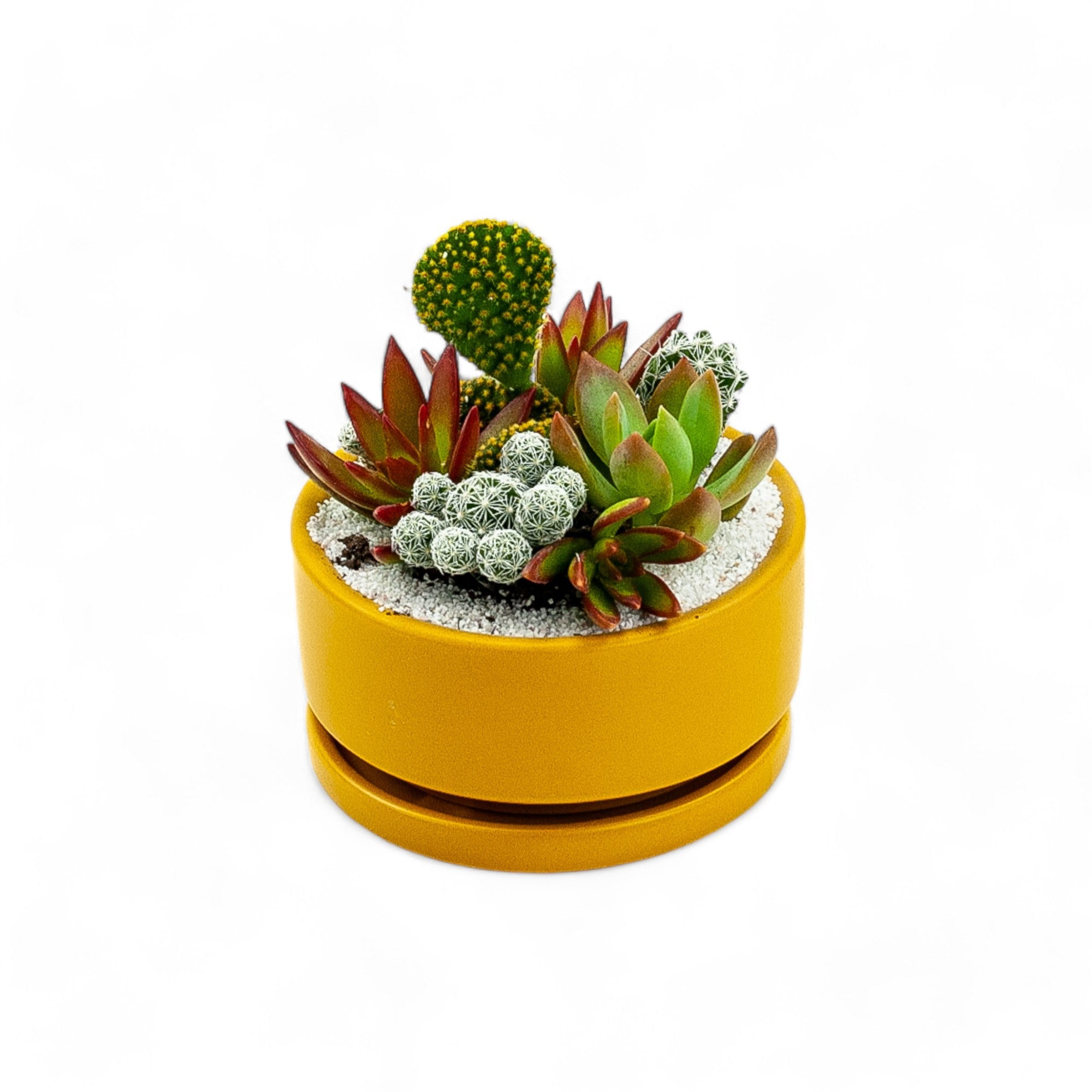 Mini Pop Desert Garden - Green Fresh Florals + Plants