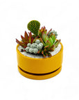 Mini Pop Desert Garden - Green Fresh Florals + Plants