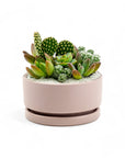 Mini Pop Desert Garden - Green Fresh Florals + Plants