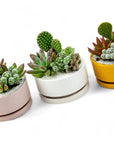 Mini Pop Desert Garden - Green Fresh Florals + Plants