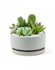 Mini Pop Desert Garden - Green Fresh Florals + Plants