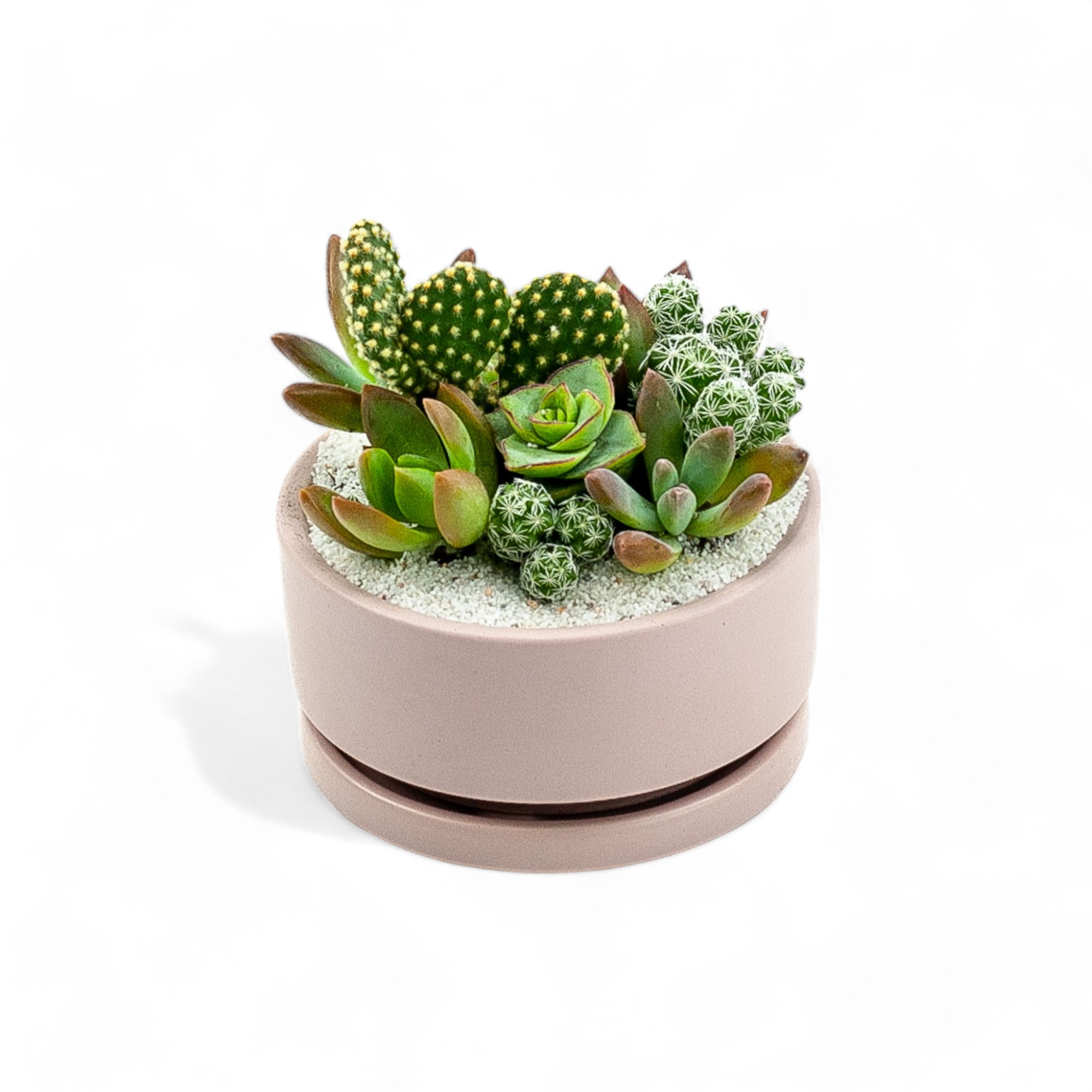 Mini Pop Desert Garden - Green Fresh Florals + Plants