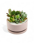 Mini Pop Desert Garden - Green Fresh Florals + Plants