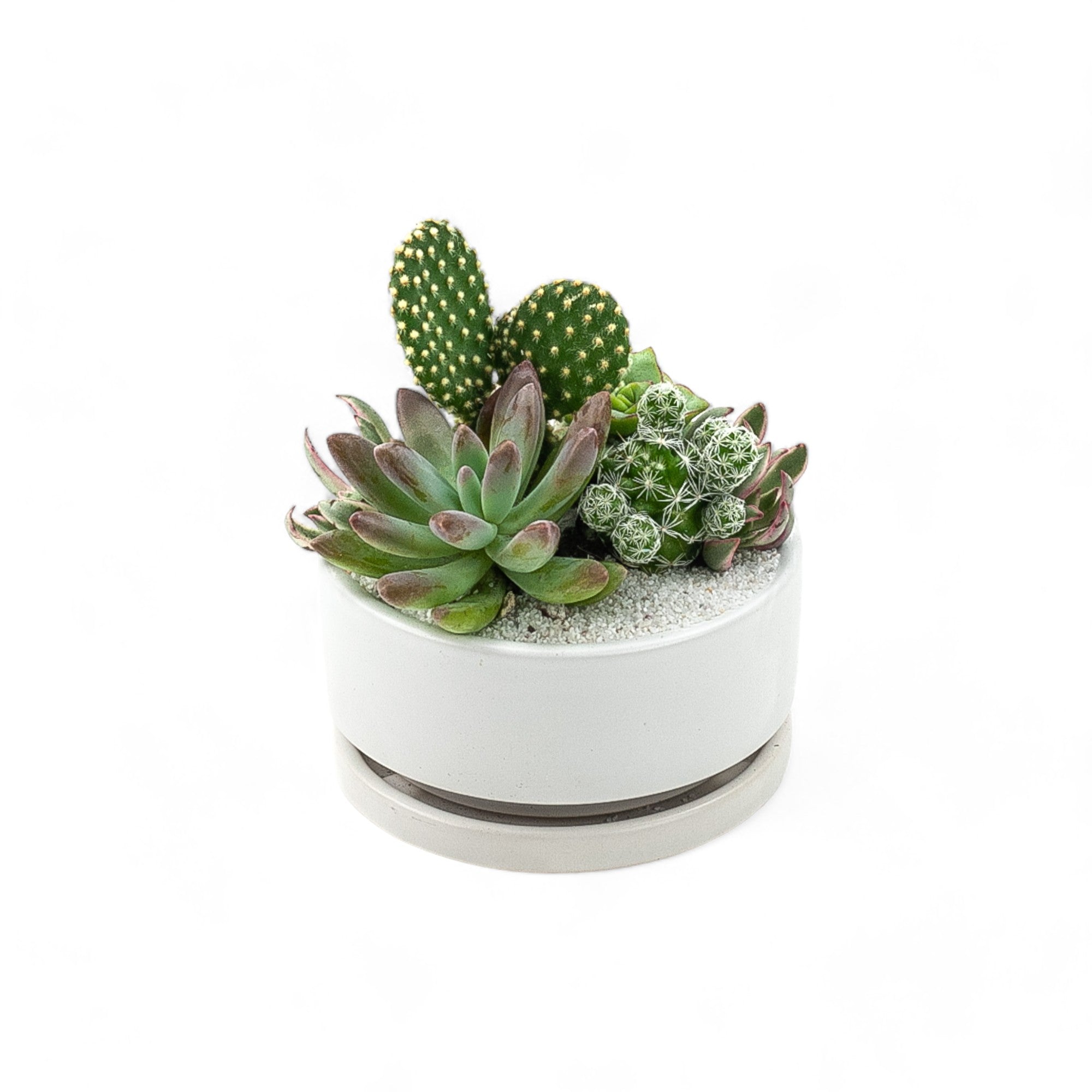 Mini Pop Desert Garden - Green Fresh Florals + Plants