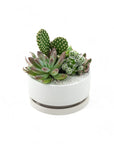 Mini Pop Desert Garden - Green Fresh Florals + Plants