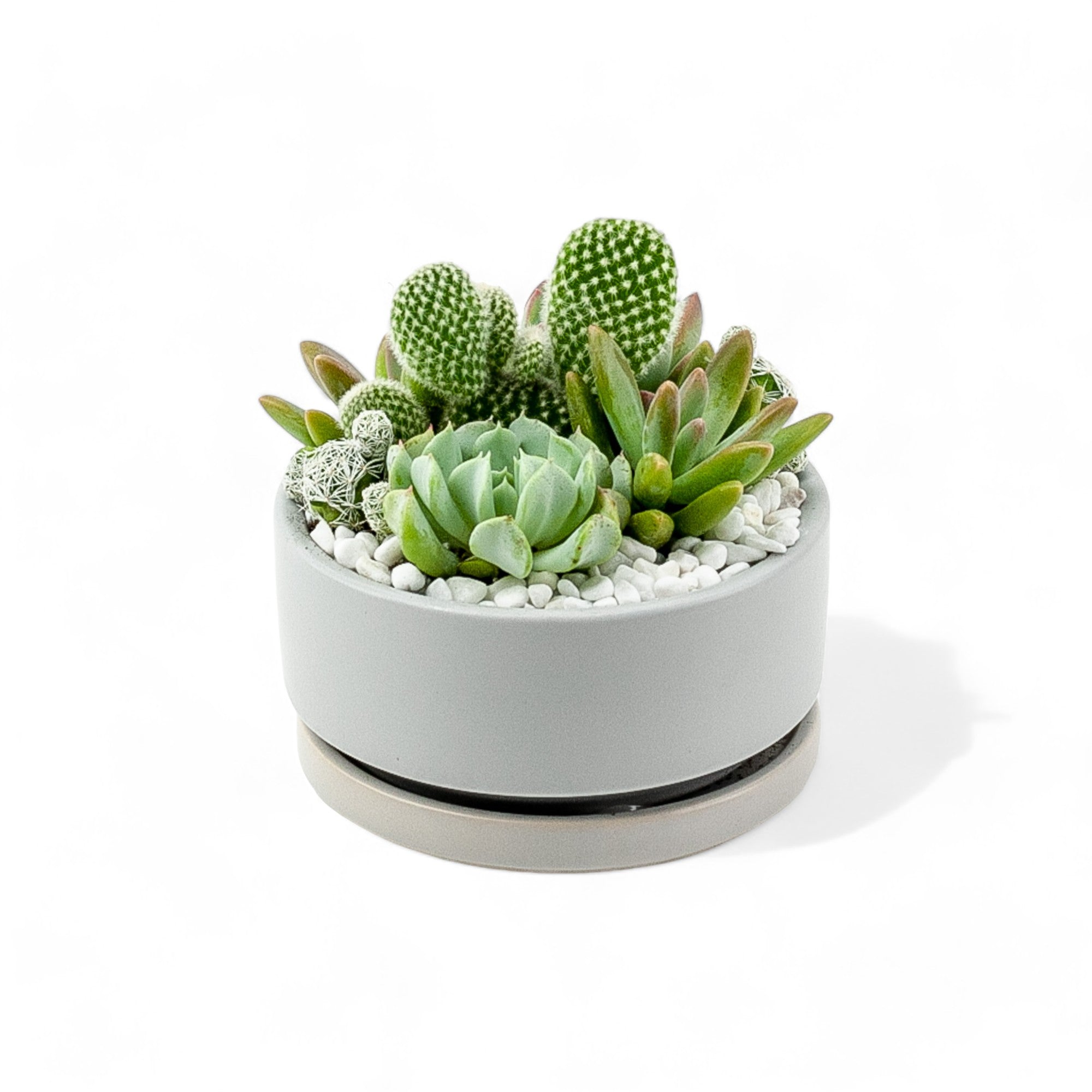 Mini Pop Desert Garden - Green Fresh Florals + Plants