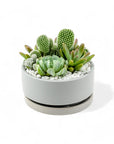 Mini Pop Desert Garden - Green Fresh Florals + Plants