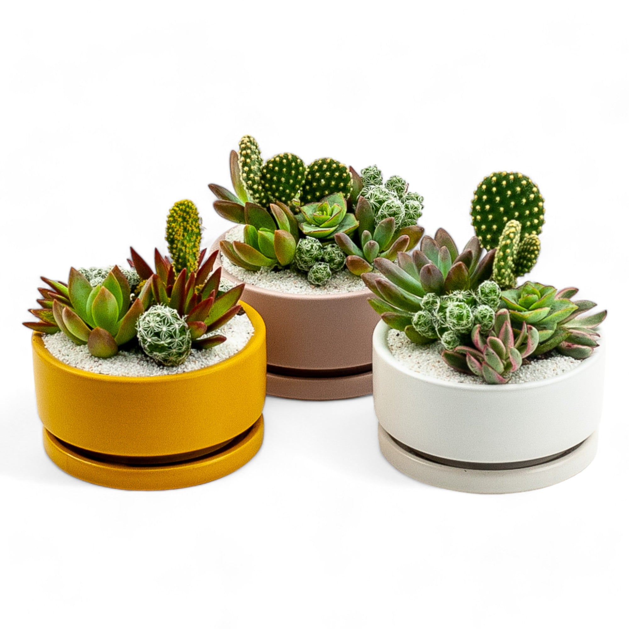 Mini Pop Desert Garden - Green Fresh Florals + Plants