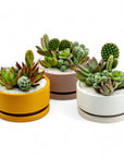 Mini Pop Desert Garden - Green Fresh Florals + Plants