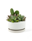 Mini Pop Desert Garden - Green Fresh Florals + Plants