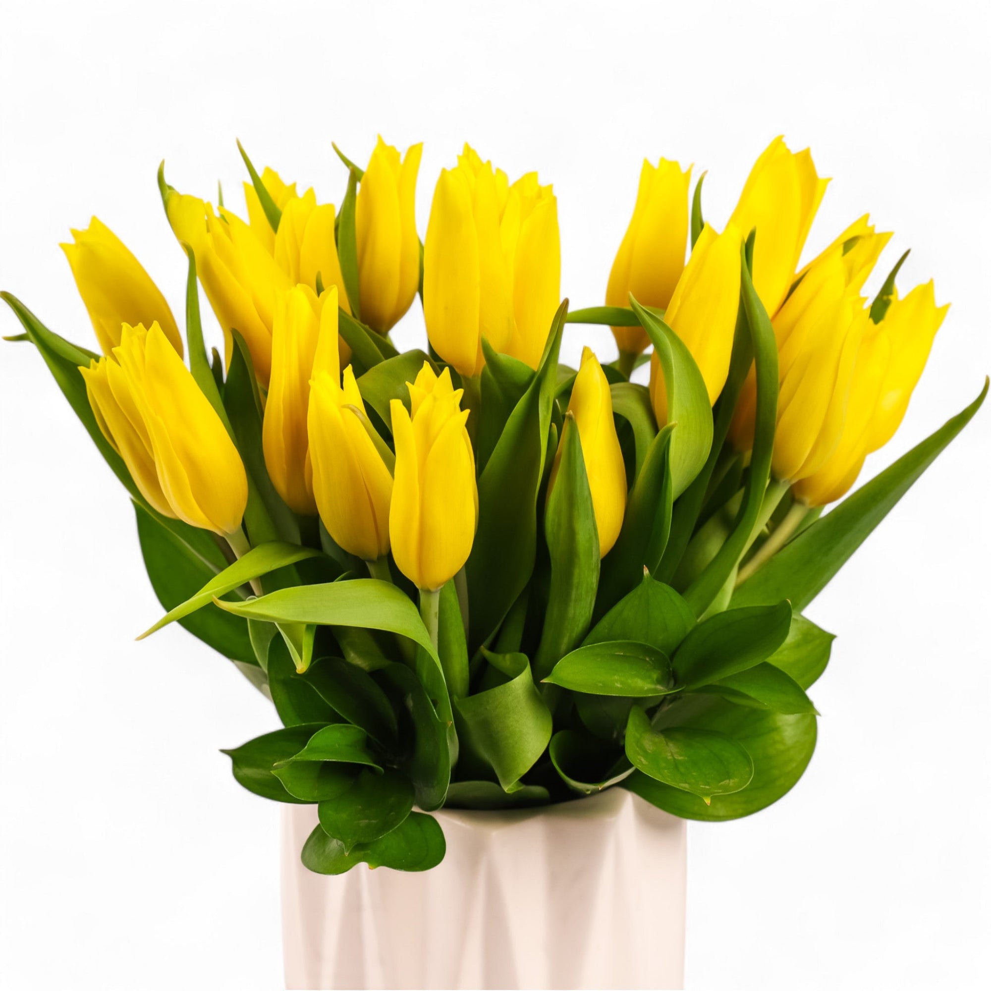 Modern Tulips - Green Fresh Florals + Plants