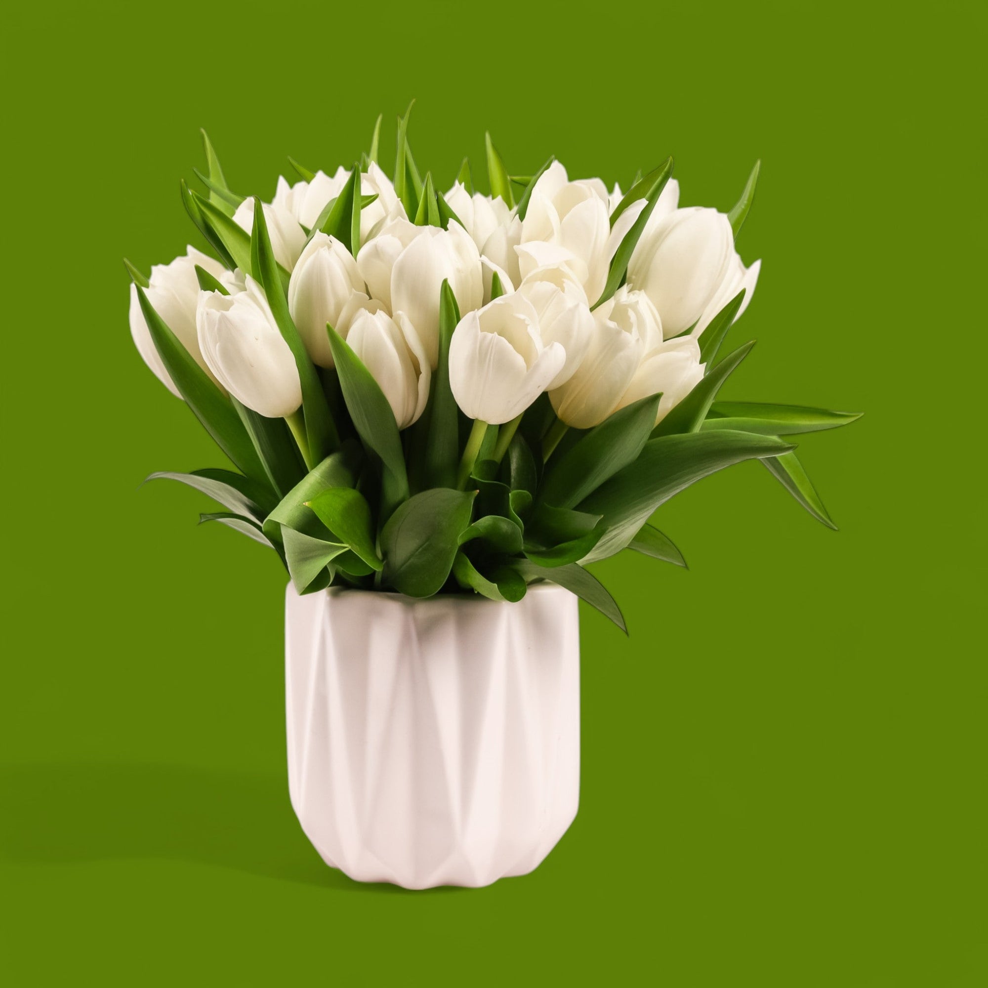 Modern Tulips - Green Fresh Florals + Plants