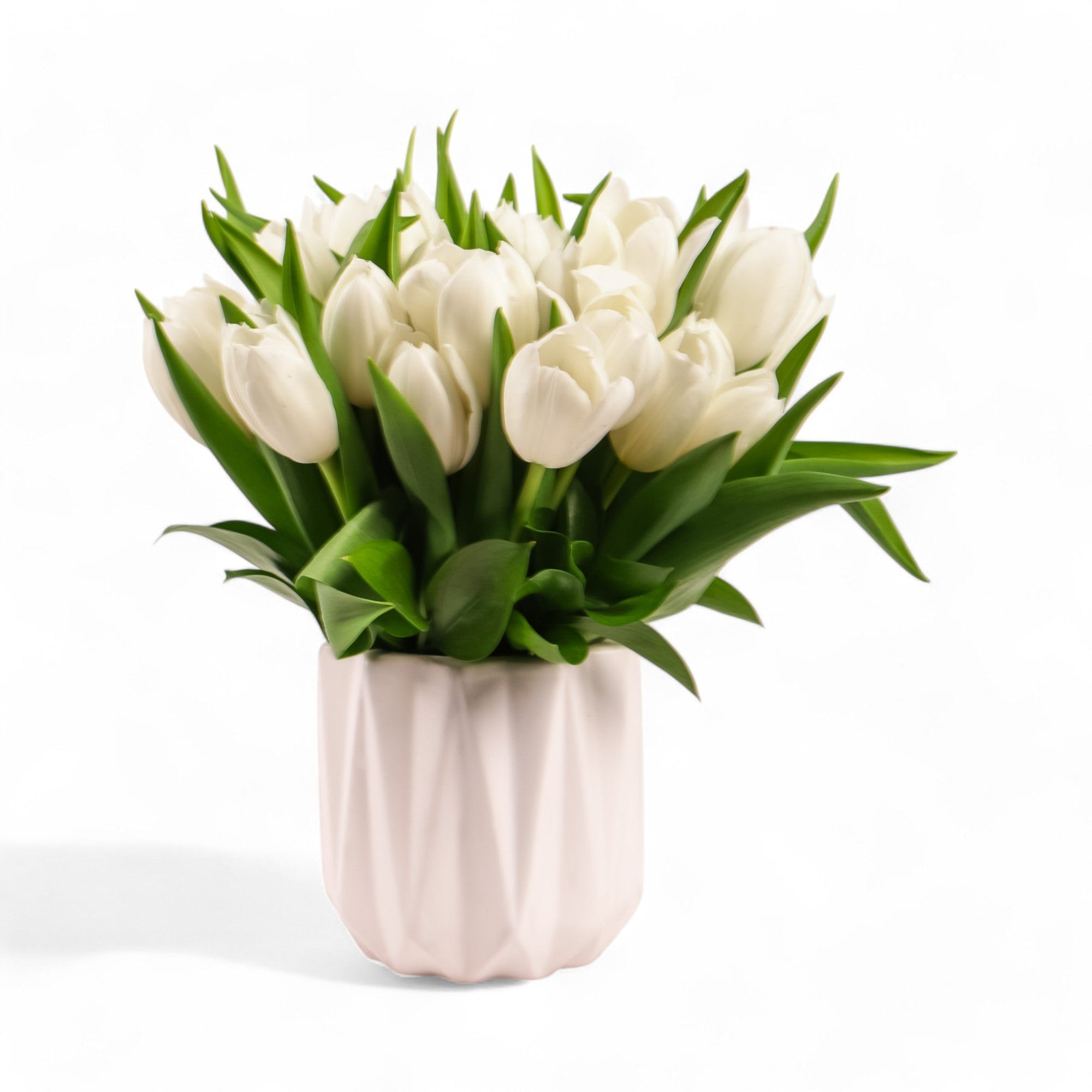 Modern Tulips - Green Fresh Florals + Plants