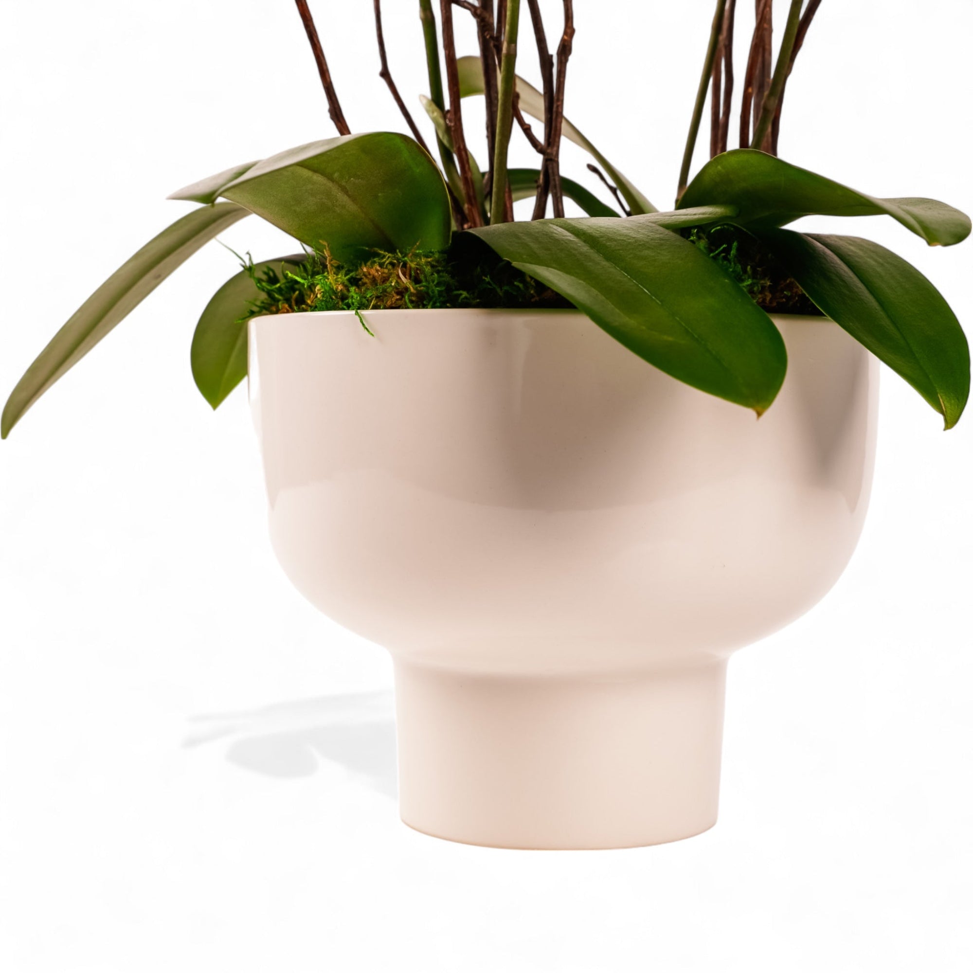 Modernist Orange Mini Orchid Planting - Green Fresh Florals + Plants