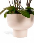 Modernist Orange Mini Orchid Planting - Green Fresh Florals + Plants