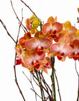 Modernist Orange Mini Orchid Planting - Green Fresh Florals + Plants