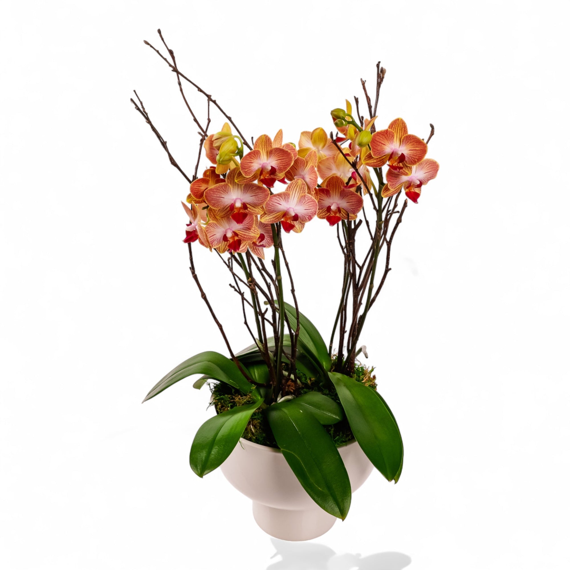 Modernist Orange Mini Orchid Planting - Green Fresh Florals + Plants