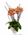 Modernist Orange Mini Orchid Planting - Green Fresh Florals + Plants