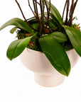 Modernist Orange Mini Orchid Planting - Green Fresh Florals + Plants