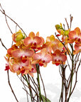 Modernist Orange Mini Orchid Planting - Green Fresh Florals + Plants