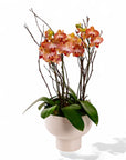 Modernist Orange Mini Orchid Planting - Green Fresh Florals + Plants