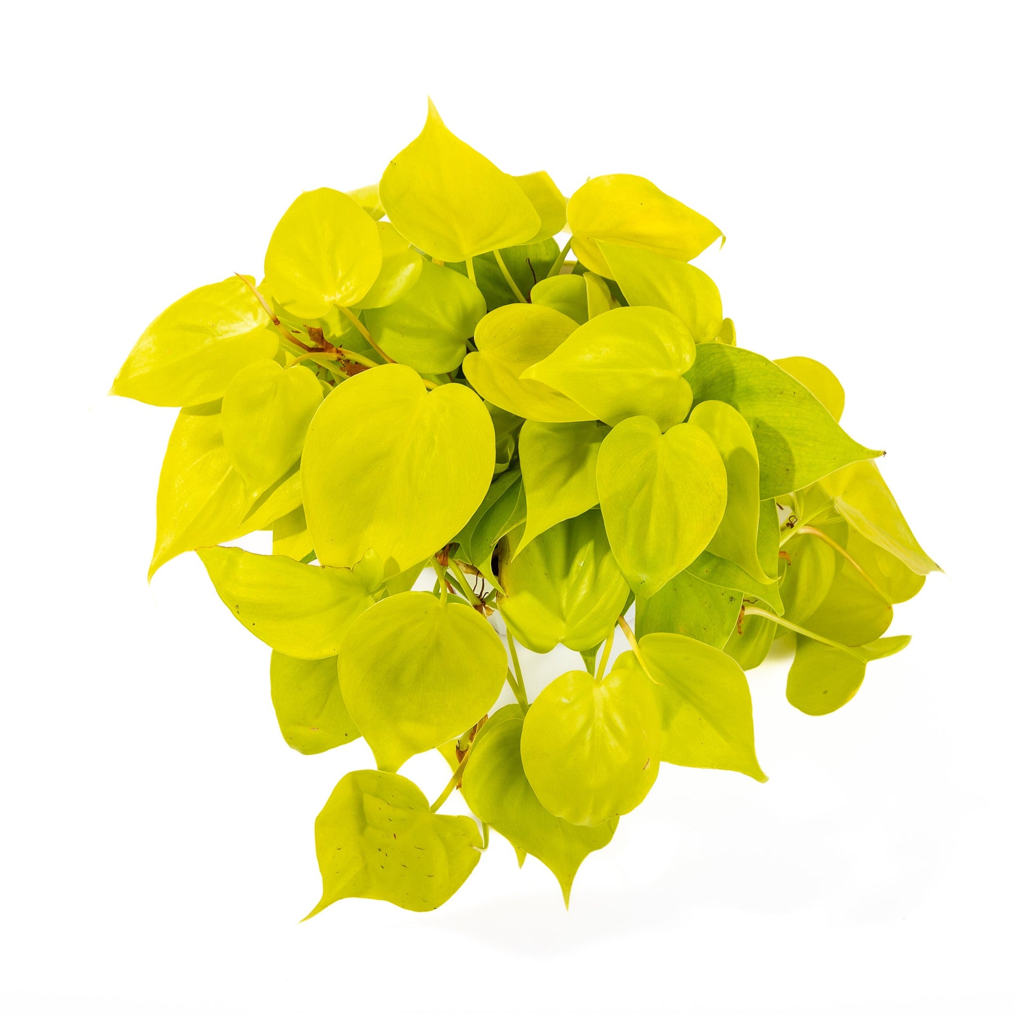 Neon Pothos - Green Fresh Florals + Plants