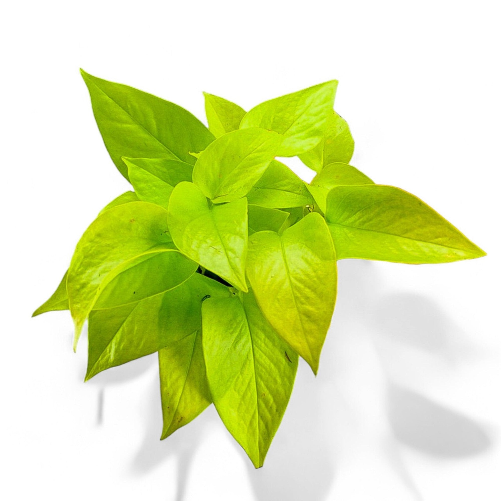 Neon Pothos - Green Fresh Florals + Plants