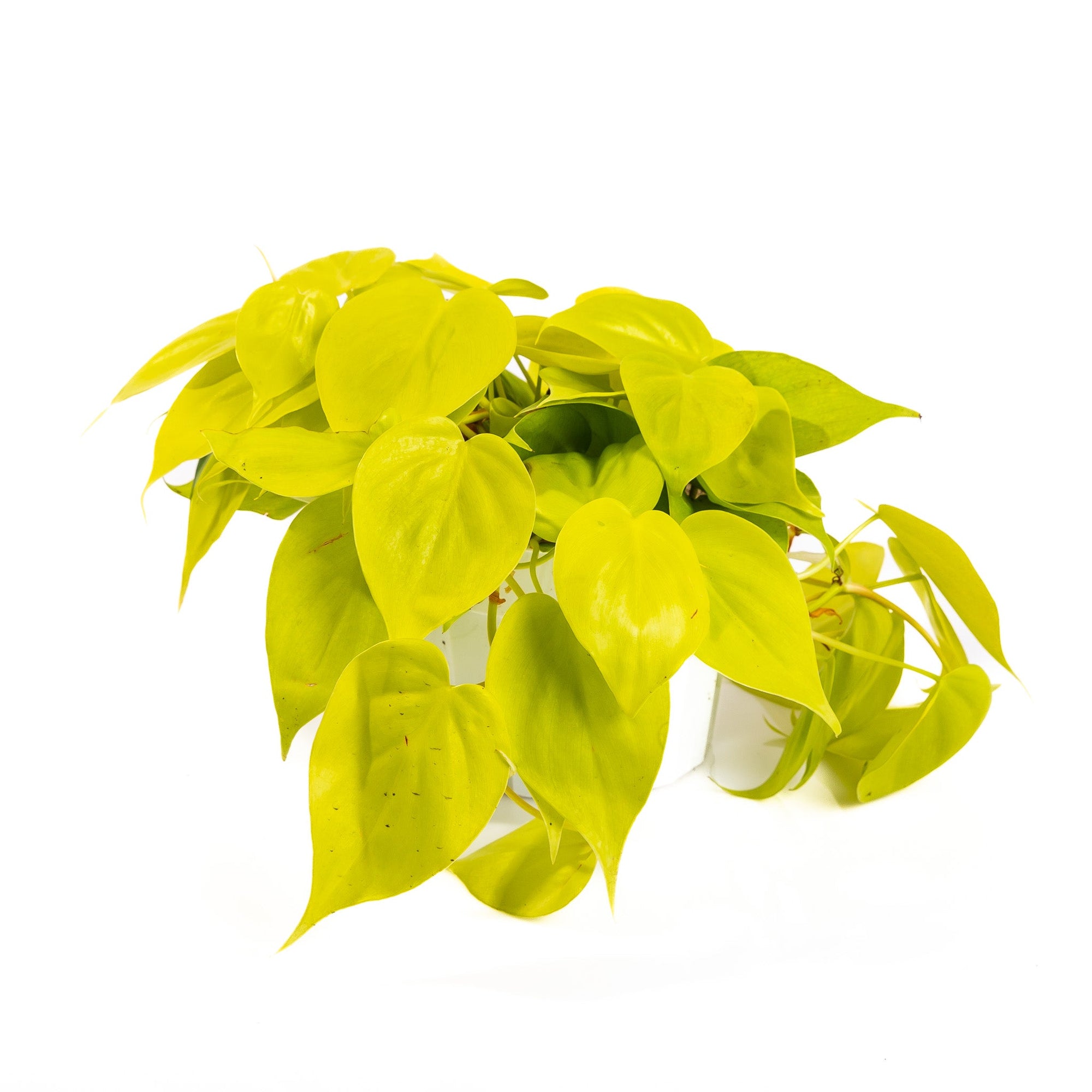 Neon Pothos - Green Fresh Florals + Plants