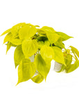 Neon Pothos - Green Fresh Florals + Plants