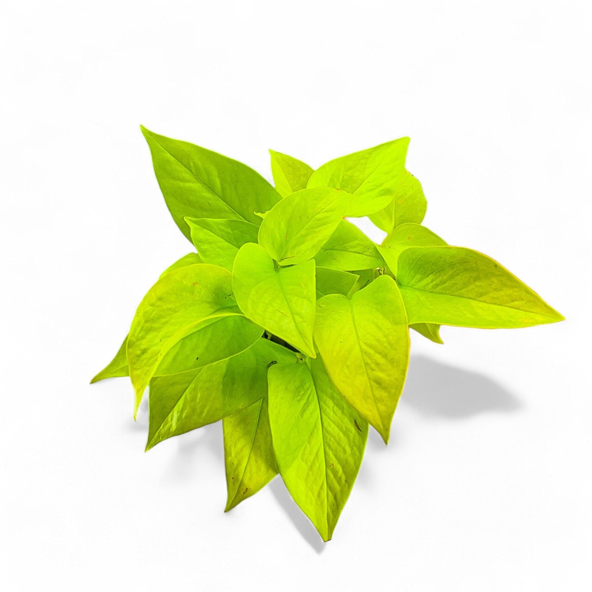 Neon Pothos - Green Fresh Florals + Plants