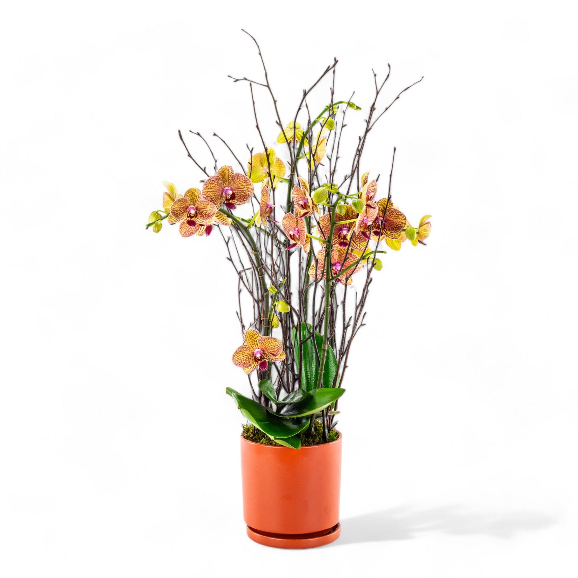 Orange Orchid Planting - Green Fresh Florals + Plants