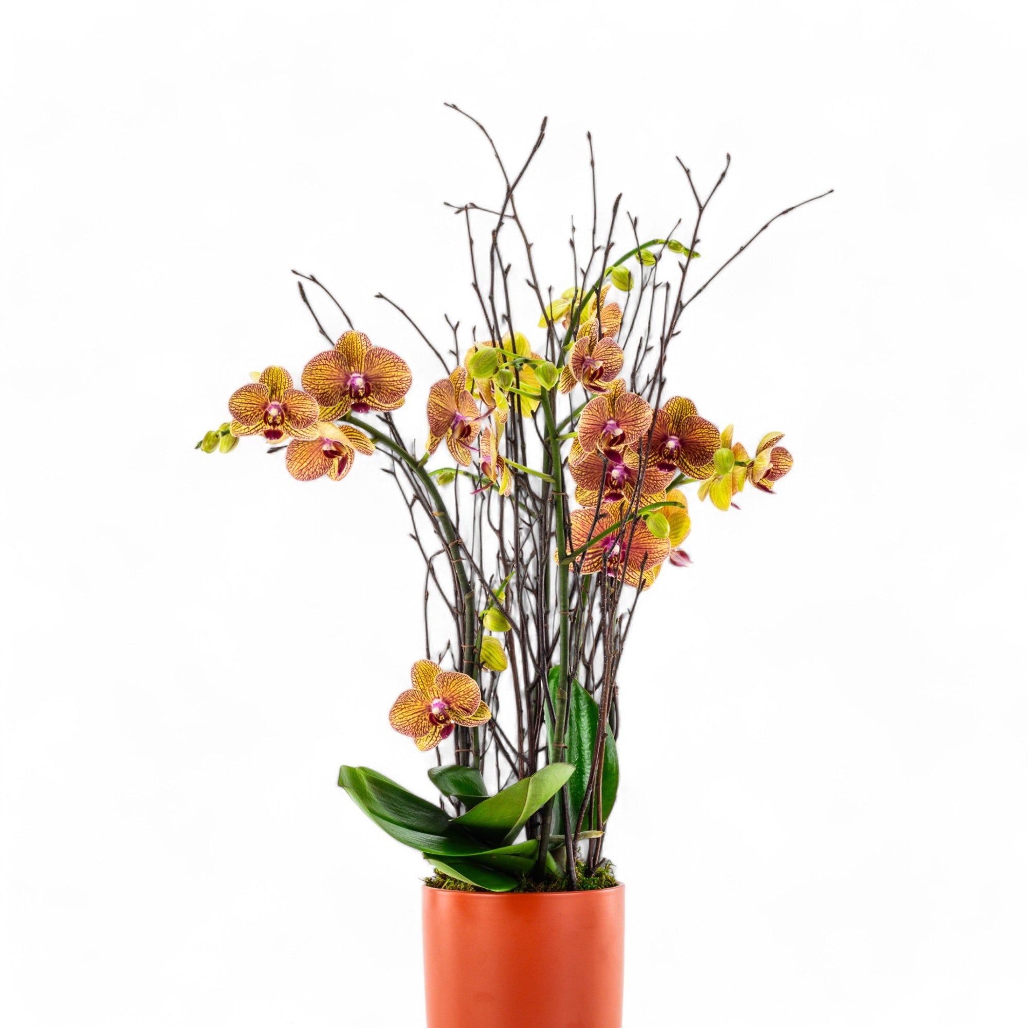 Orange Orchid Planting - Green Fresh Florals + Plants