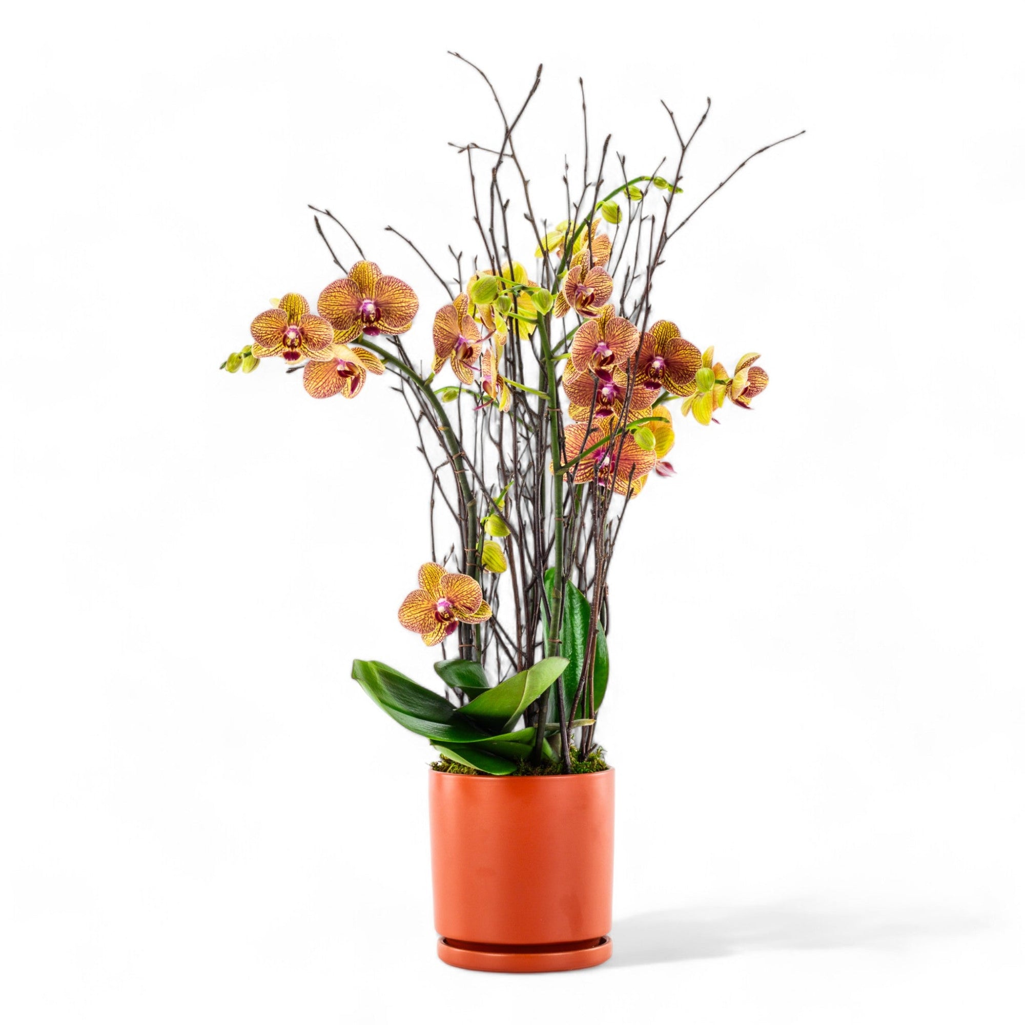 Orange Orchid Planting - Green Fresh Florals + Plants