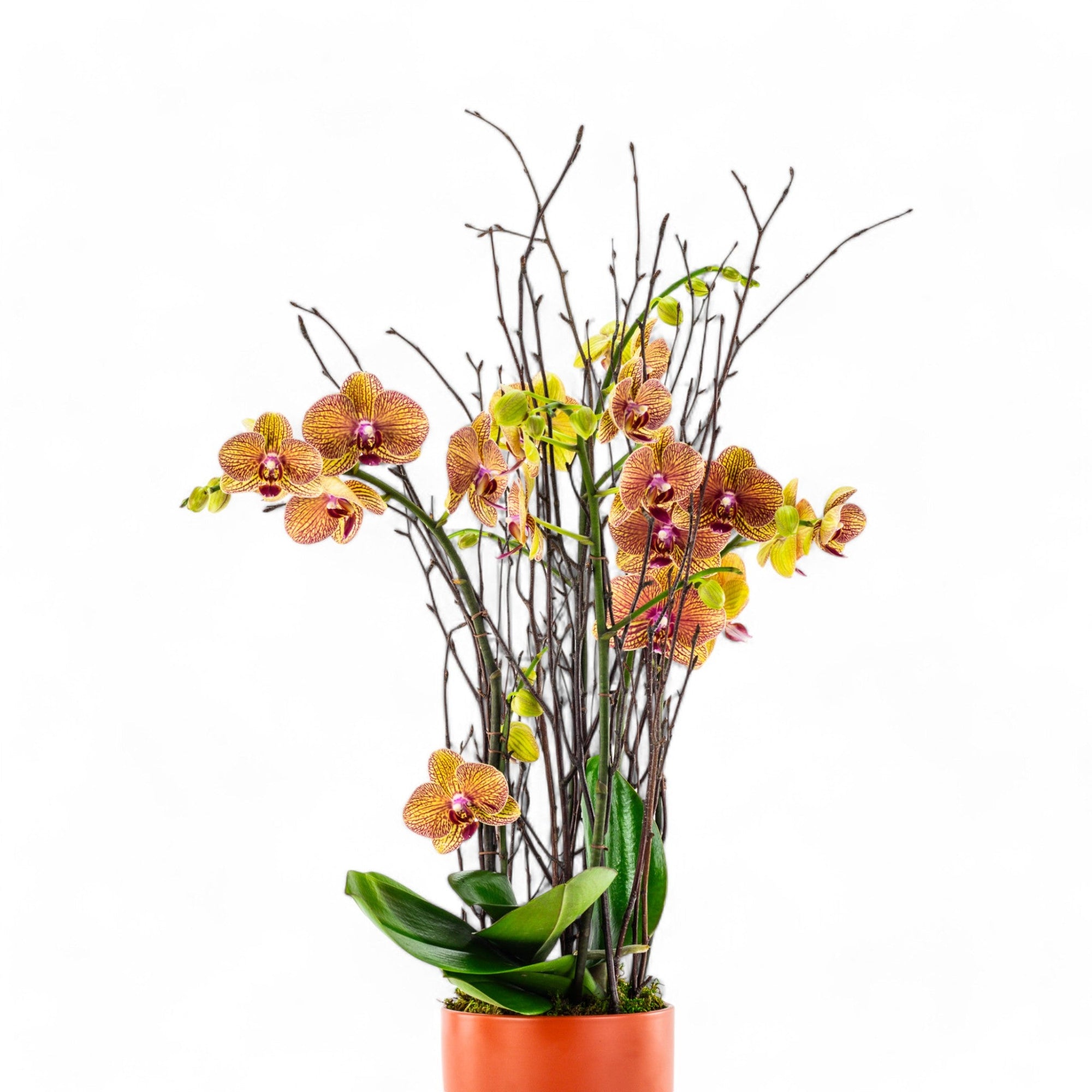 Orange Orchid Planting - Green Fresh Florals + Plants