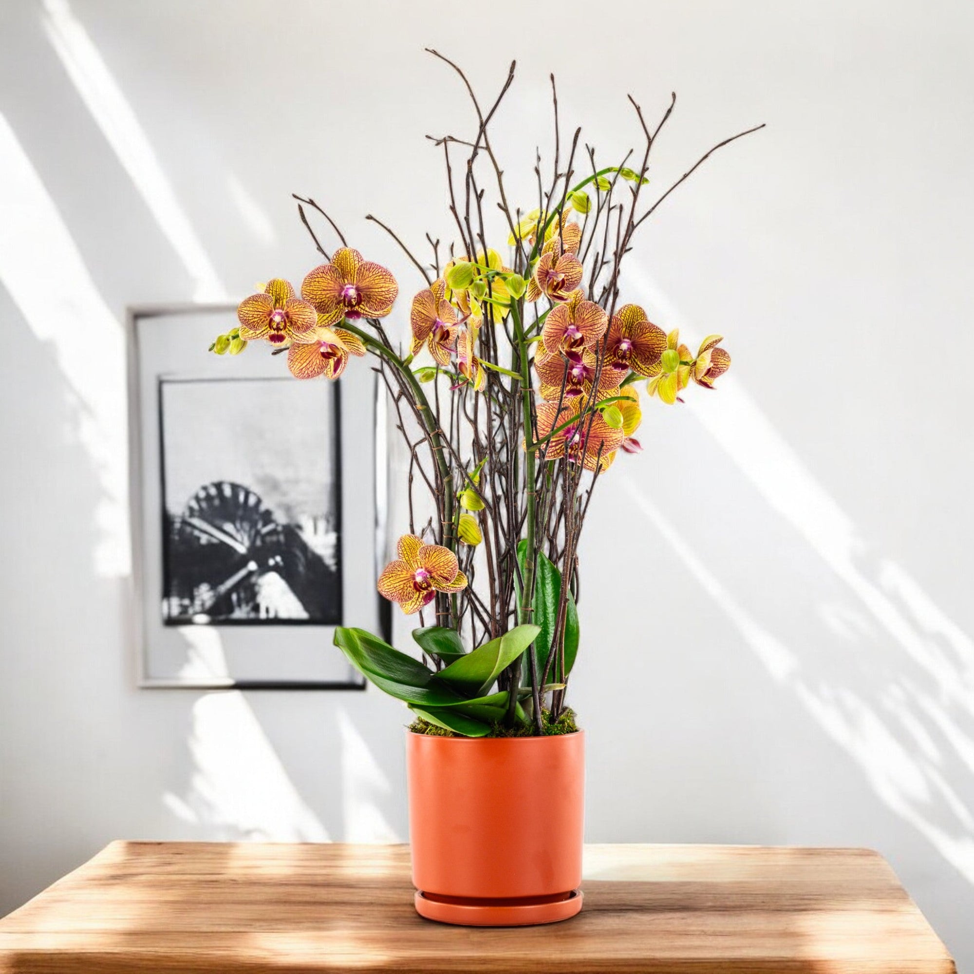 Orange Orchid Planting - Green Fresh Florals + Plants