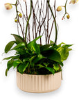 Orchid Dish Garden - Green Fresh Florals + Plants