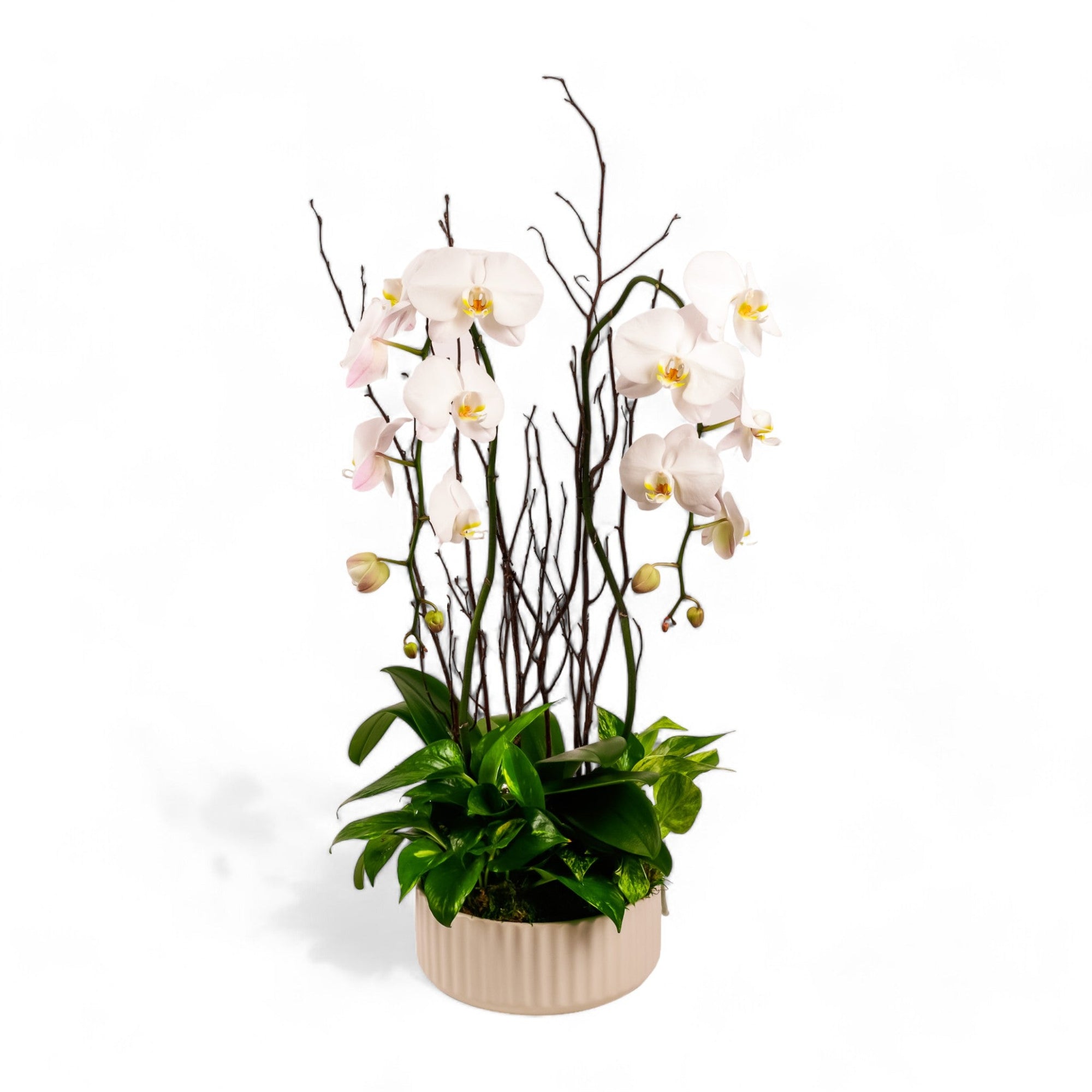 Orchid Dish Garden - Green Fresh Florals + Plants