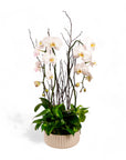 Orchid Dish Garden - Green Fresh Florals + Plants