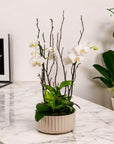 Orchid Dish Garden - Green Fresh Florals + Plants