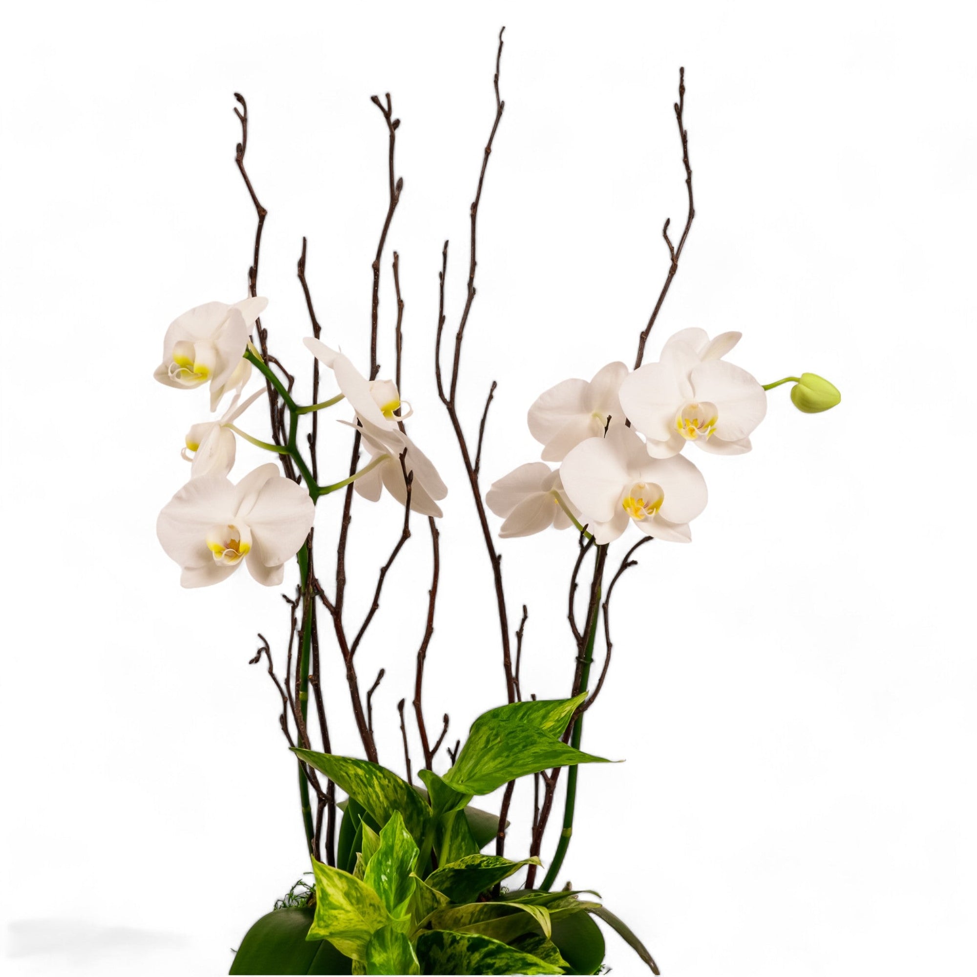 Orchid Dish Garden - Green Fresh Florals + Plants