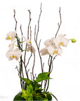 Orchid Dish Garden - Green Fresh Florals + Plants